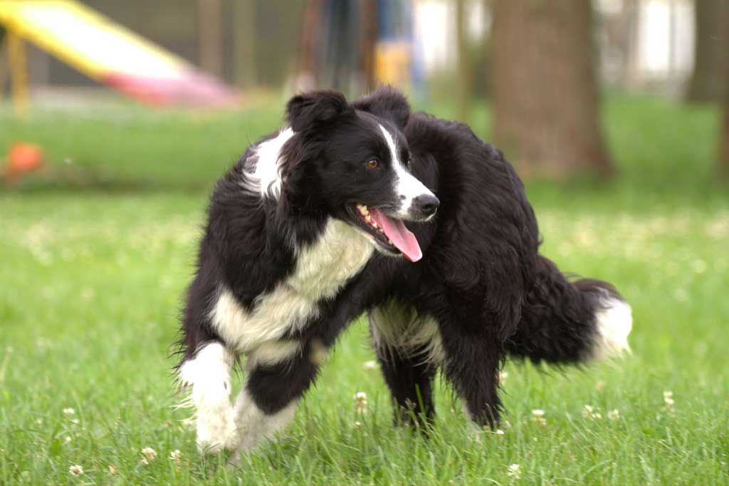 Allevamento_Border_Collie_Diva