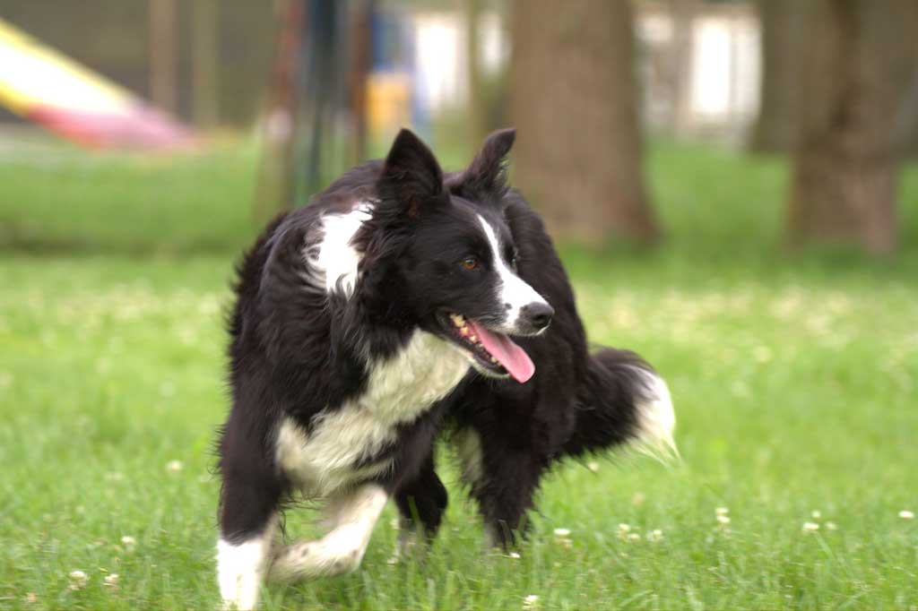 Allevamento_Border_Collie_Diva