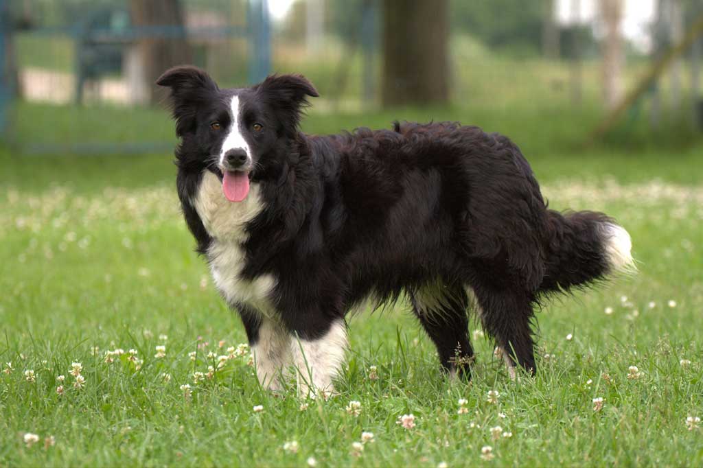 Allevamento_Border_Collie_Diva