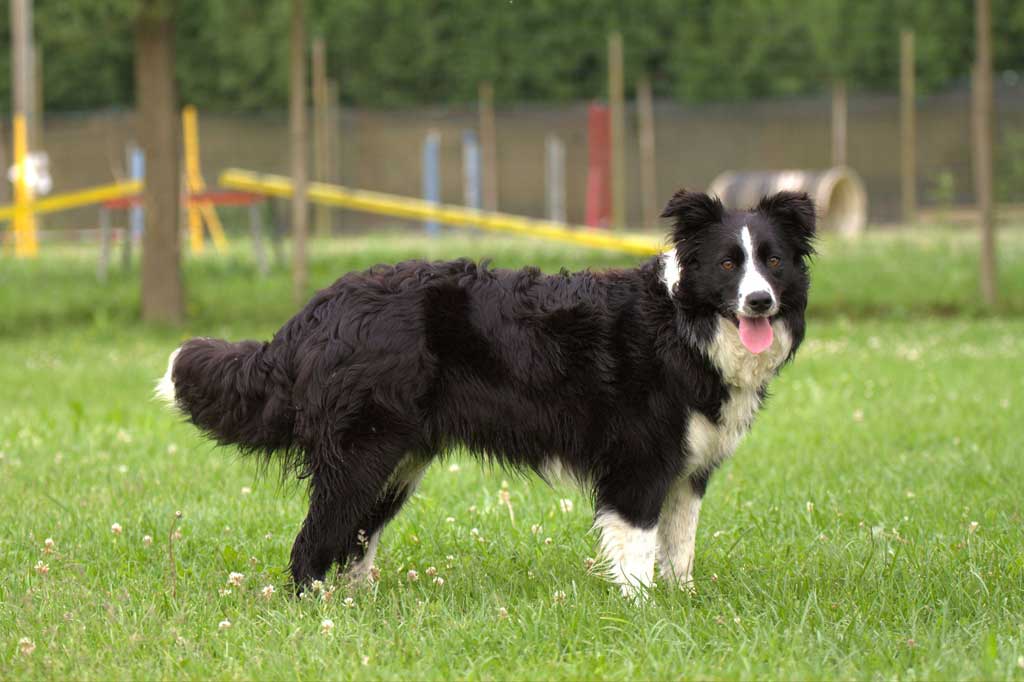 Allevamento_Border_Collie_Diva